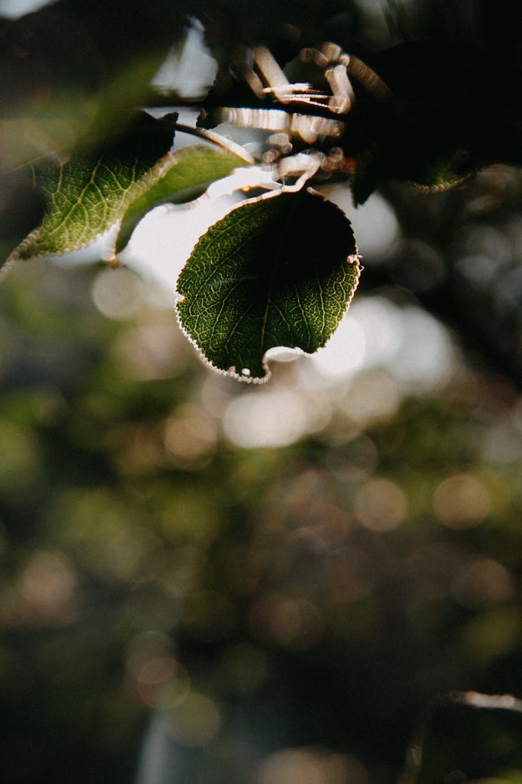 Close-up Of A Round Leaf On A Tree