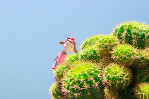 Free stock photo of anime, cactus, cactus background Stock Photo