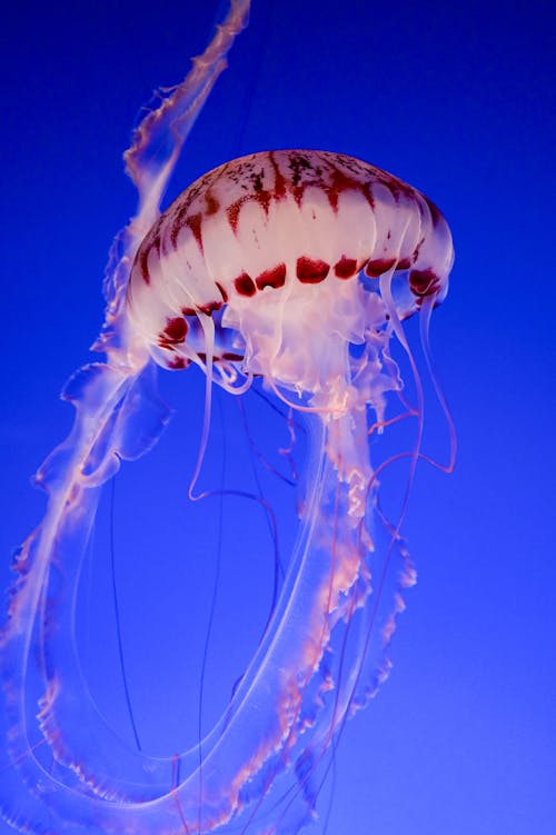 Imagine de stoc gratuită din animal acvatic, fotografiere verticală, fundal albastru