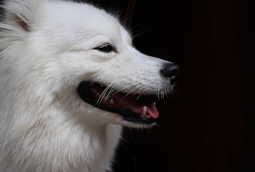 japanese spitz