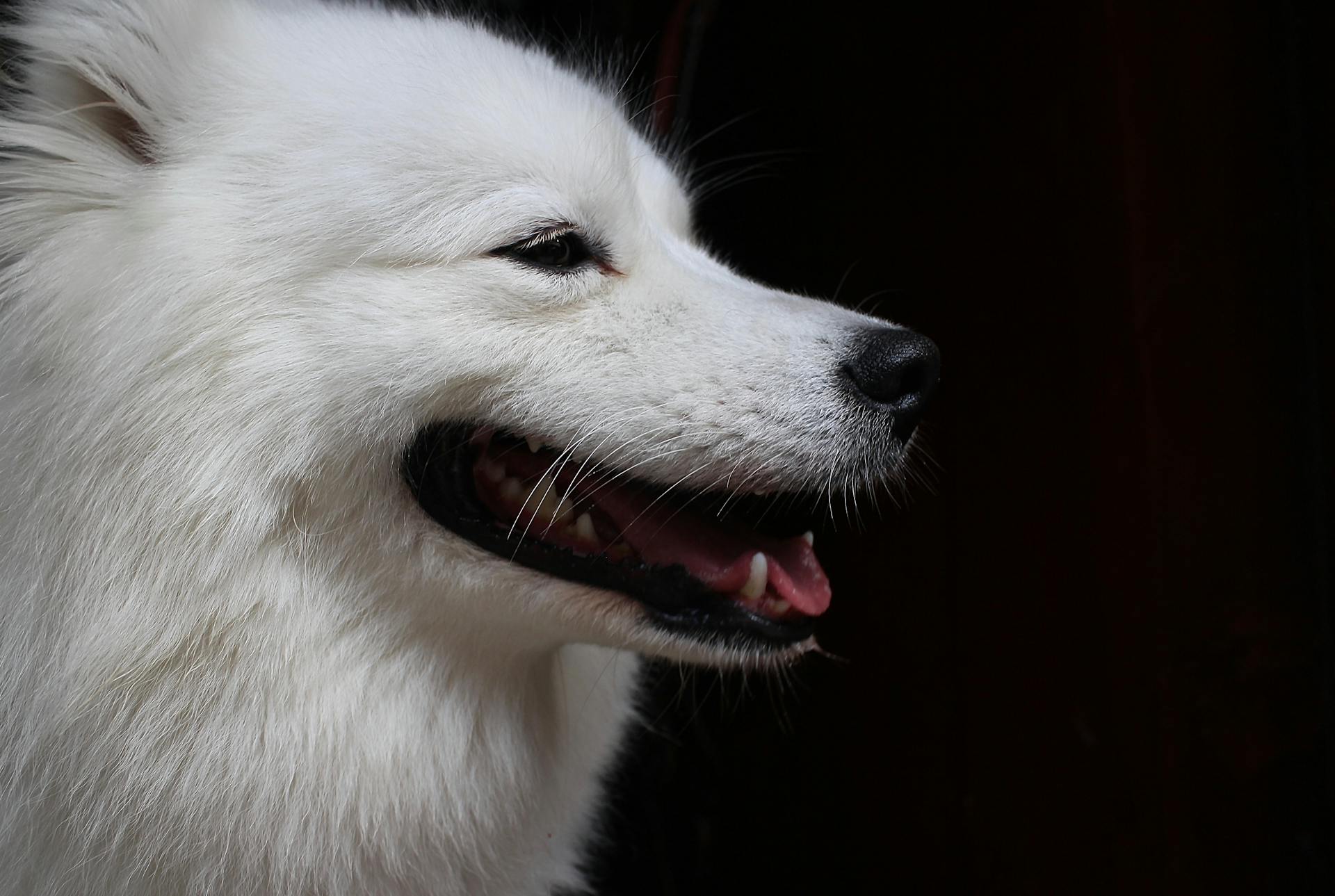 Japanese Spitz in Close-up Photography