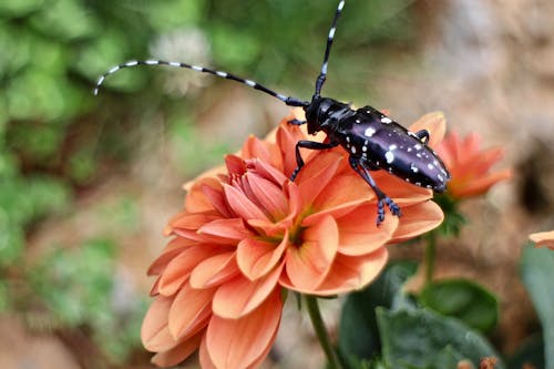 An Asian Long-horned Beetle on a Flower