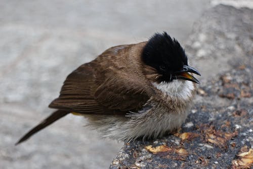Close-up Shot of a Songbird