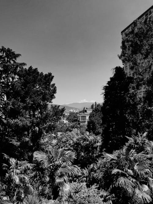 Buildings Surrounded with Lush Plants and Trees 