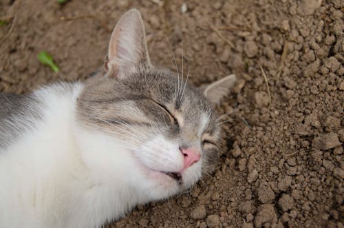 Darmowe zdjęcie z galerii z gleba, kot, kotek