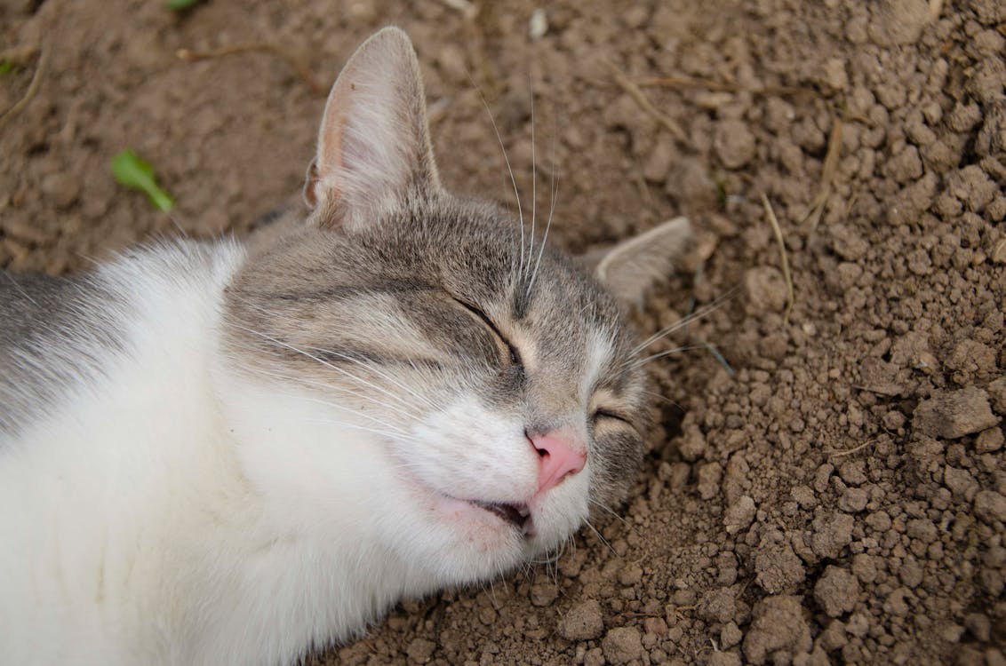 Immagine gratuita di animale, avvicinamento, gattino