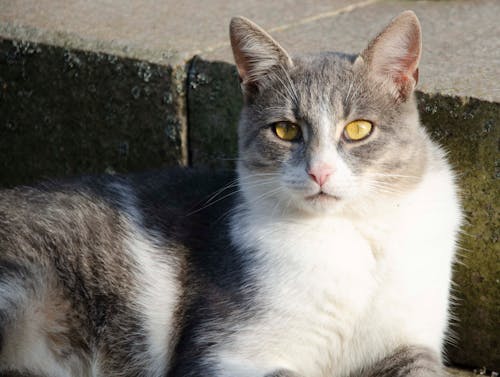 Close-Up Shot of Gray and White Cat with Yellow Eyes