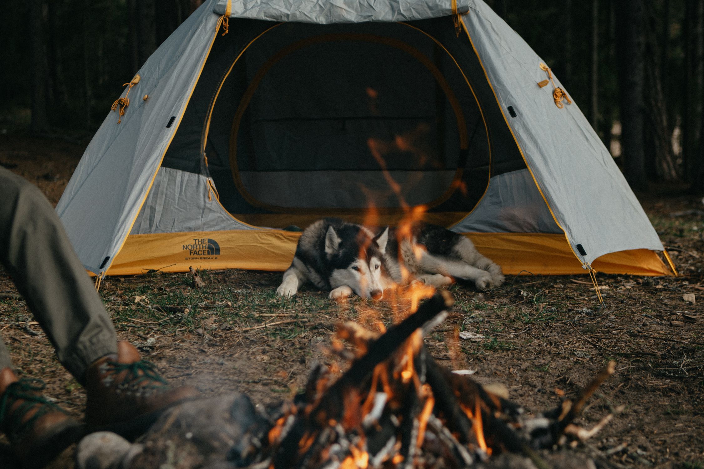 Dog lying by a campfire at a peaceful forest campsite on an outdoor adventure Dog lying by a campfire at a peaceful forest campsite on an outdoor adventure