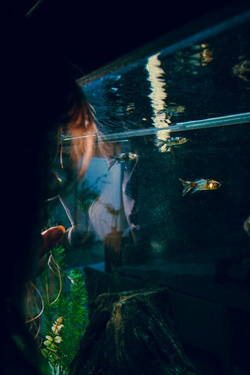 คลังภาพถ่ายฟรี ของ ตู้ปลา, พิพิธภัณฑ์สัตว์น้ำ, พื้นหลังสีดำ