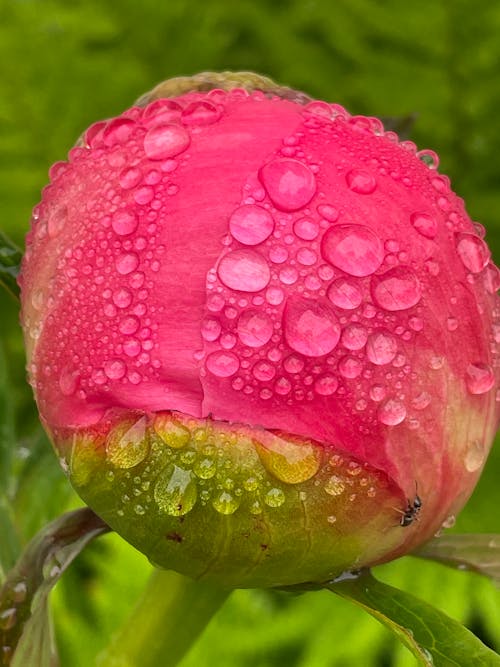 Fotobanka s bezplatnými fotkami na tému dew drop, kvapka rosy, kvapky rosy