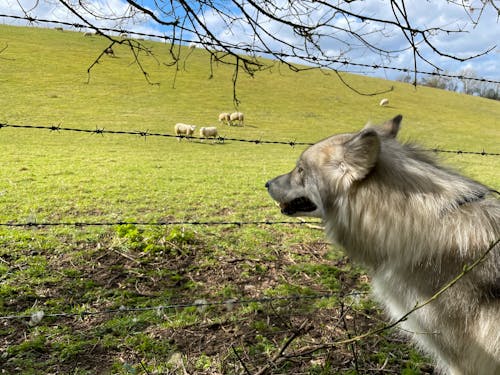 Fotobanka s bezplatnými fotkami na tému hracie pole, ovca, pes