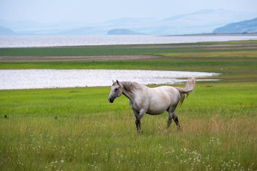 White Horse on Green Grass Field