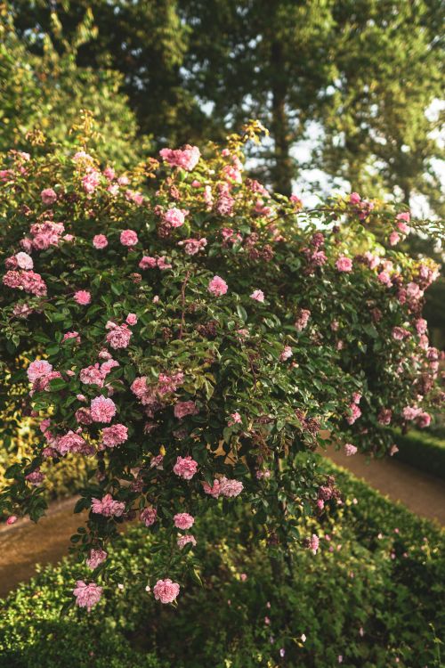 Free A vibrant pink rose bush flourishing in a sunlit, tranquil garden setting. Stock Photo