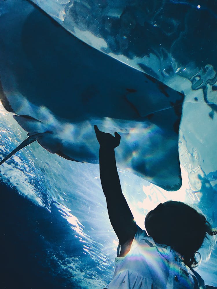 A Child Touching The Aquarium With Stingray