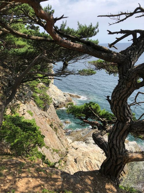 Free A breathtaking view of a rocky coastline with pine trees and the ocean. Stock Photo