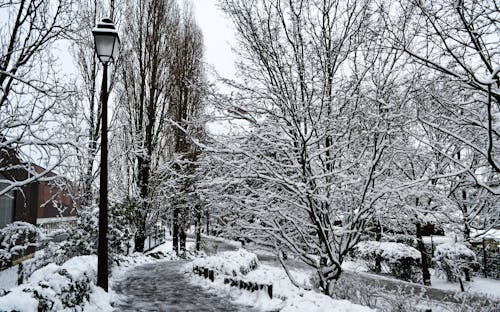 Free 겨울, 공원, 눈의 무료 스톡 사진 Stock Photo