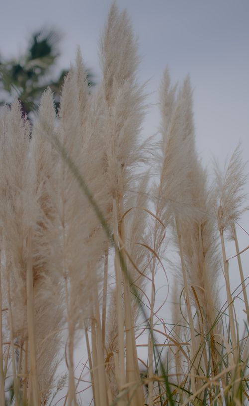 Free Soft, gentle pampas grass swaying against a muted sky in an outdoor setting. Stock Photo