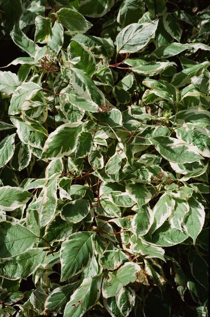 A close-up view of lush green and white variegated leaves in sunlight.