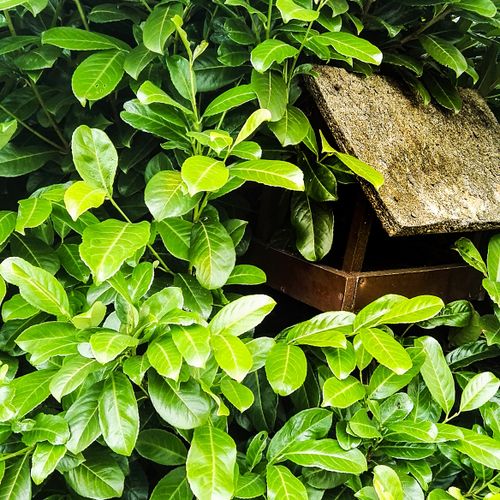 Free stock photo of birdhouse, green, leaves Stock Photo