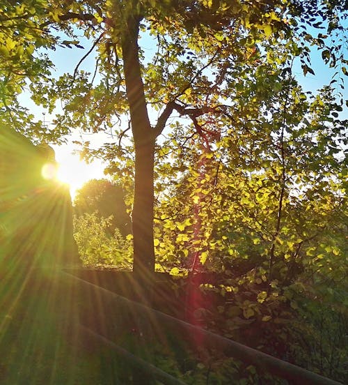 Ilmainen kuvapankkikuva tunnisteilla auringonvalo, jousi, kesä