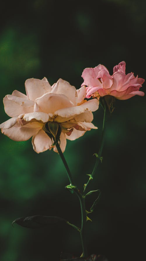 垂直拍攝, 特寫, 粉紅玫瑰 的 免費圖庫相片