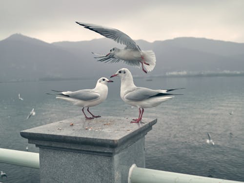 Seagulls on City Waterfront