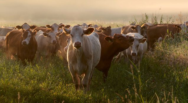 A herd of cows grazing in a lush green meadow during golden hour, creating a serene countryside scene.