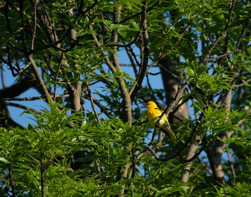 avrasya altın sarısı, hayvanlar, kuş içeren Ücretsiz stok fotoğraf