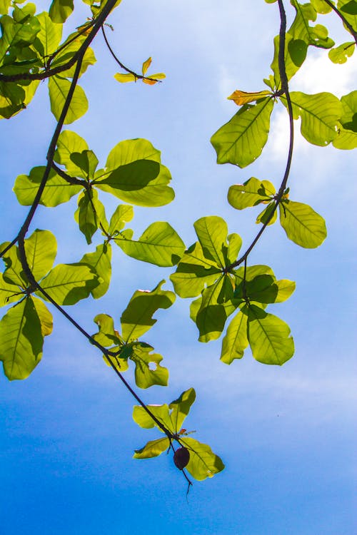 Free stock photo of beautiful sky, blue sky, branches