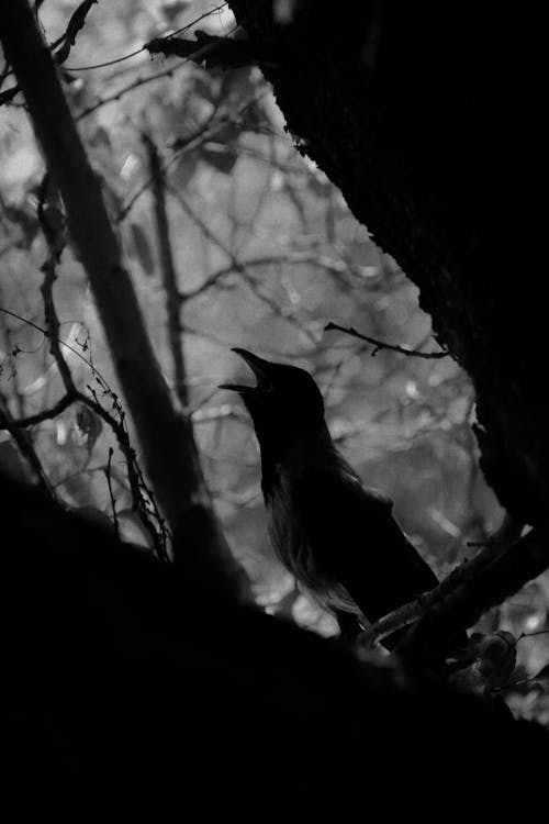 Black and White Photography of Bird on Tree Branch