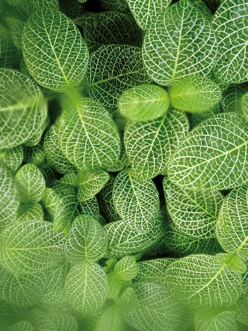 Close Up Photo of Green Leaves Plant