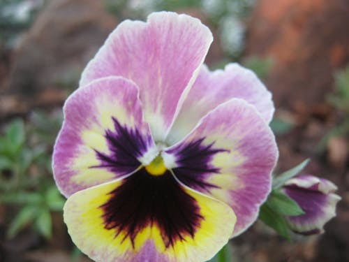 Imagine de stoc gratuită din floare frumoasa