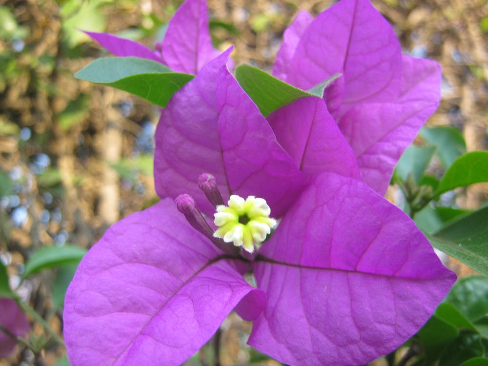 Kostnadsfri bild av bougainvillea, trillingblomma, vacker blomma lila blomma