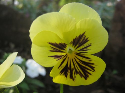 美しい花, 黄色い花の無料の写真素材