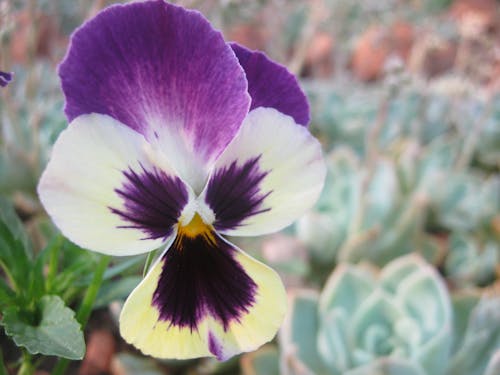 Δωρεάν στοκ φωτογραφιών με όμορφο λουλούδι