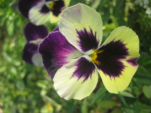 Fotos de stock gratuitas de hermosa flor