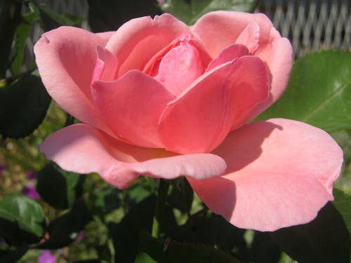 Foto profissional grátis de flor bonita, rosa