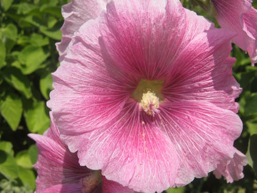 ピンクの花, 美しい花の無料の写真素材
