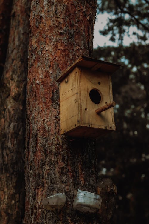 A Wooden Bird House on a Tree Trunk