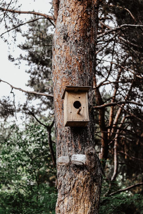 Free Wooden Birdhouse on the Tree Trunk Stock Photo