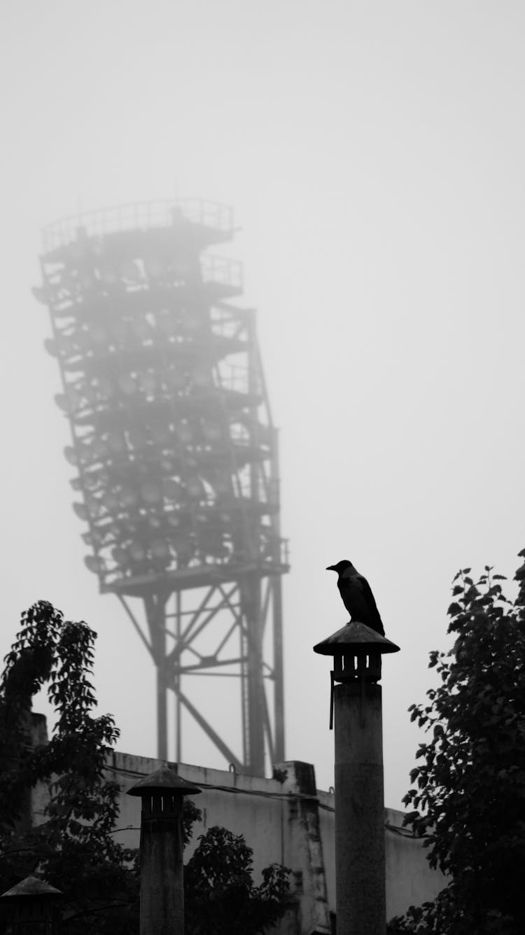 Black Bird Against Stadium Spotlights