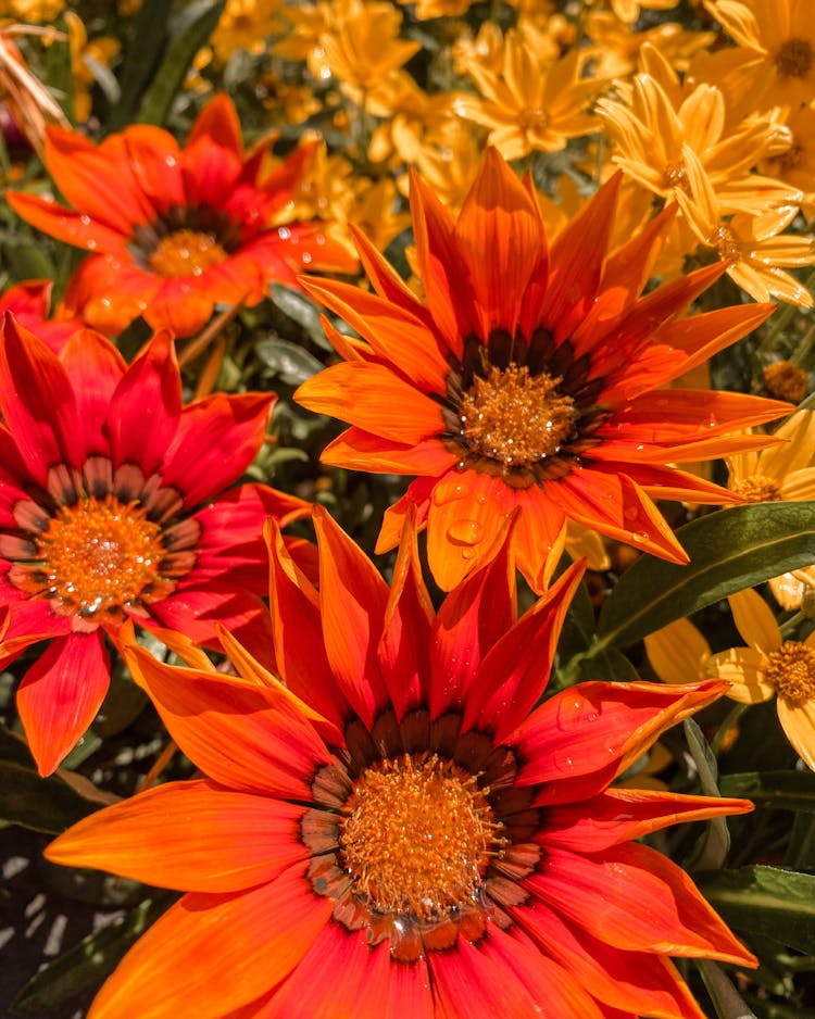 Close-up Of Red And Orange Flowers