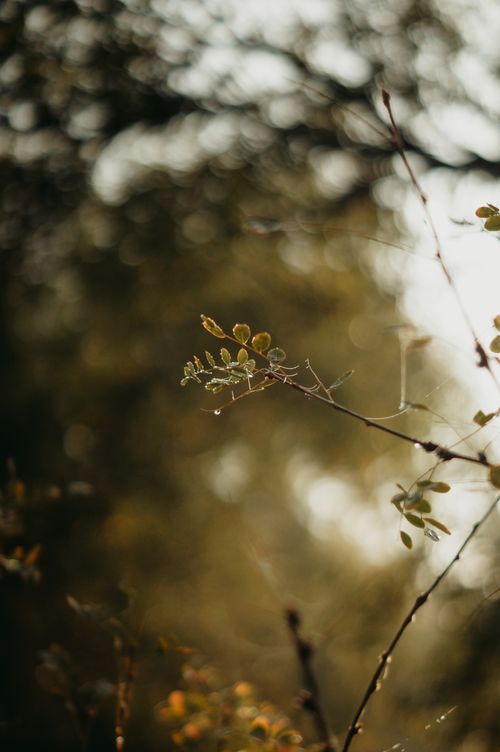 Free A close-up of delicate green leaves with water droplets in a soft, blurred natural background. Stock Photo