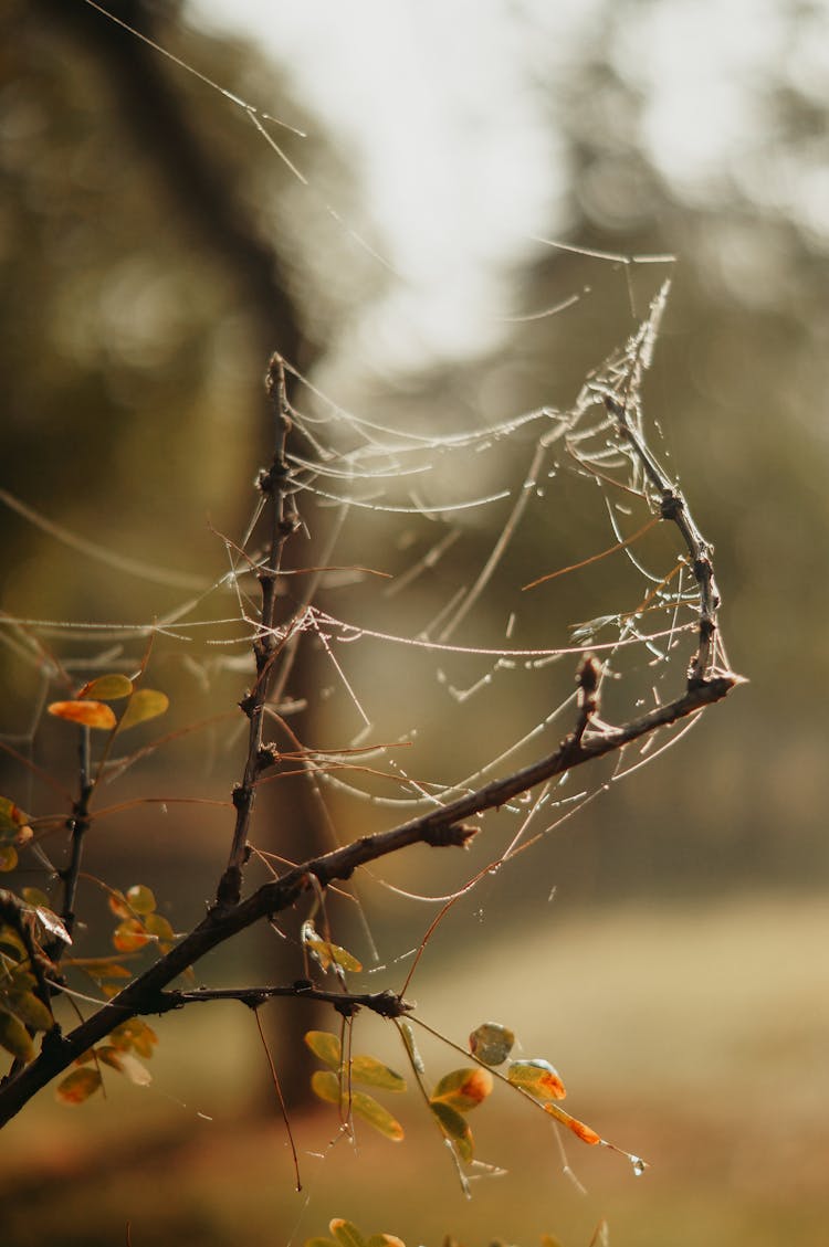 Close-up Of Cobwebs On Branches