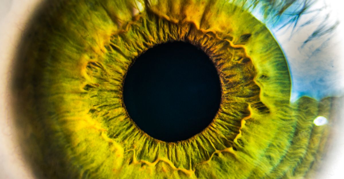 Kostenloses Foto Zum Thema Anatomie Auge Biologie kostenloses-foto-zum-thema-anatomie-auge-biologie
