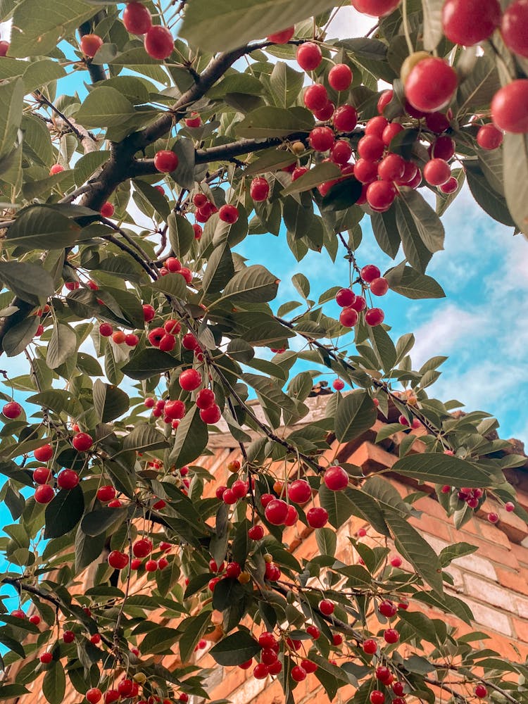 Close-up Of A Cherry Tree With Fruit 