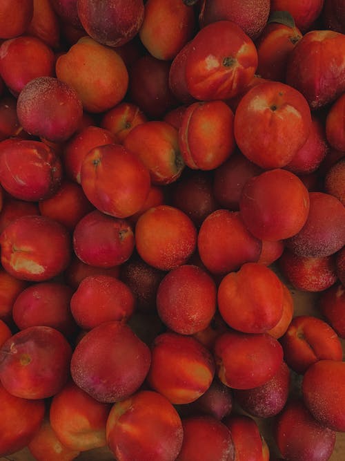 Free Fresh Delicious Apricots Stock Photo