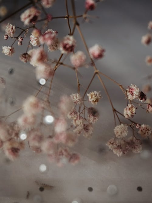 Foto profissional grátis de beleza, delicado, desfocado