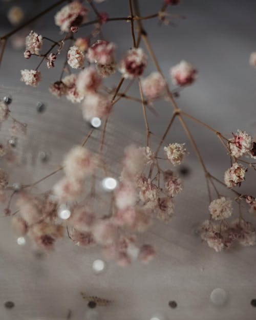 Gratis lagerfoto af babyer åndedræt, blomster, grene