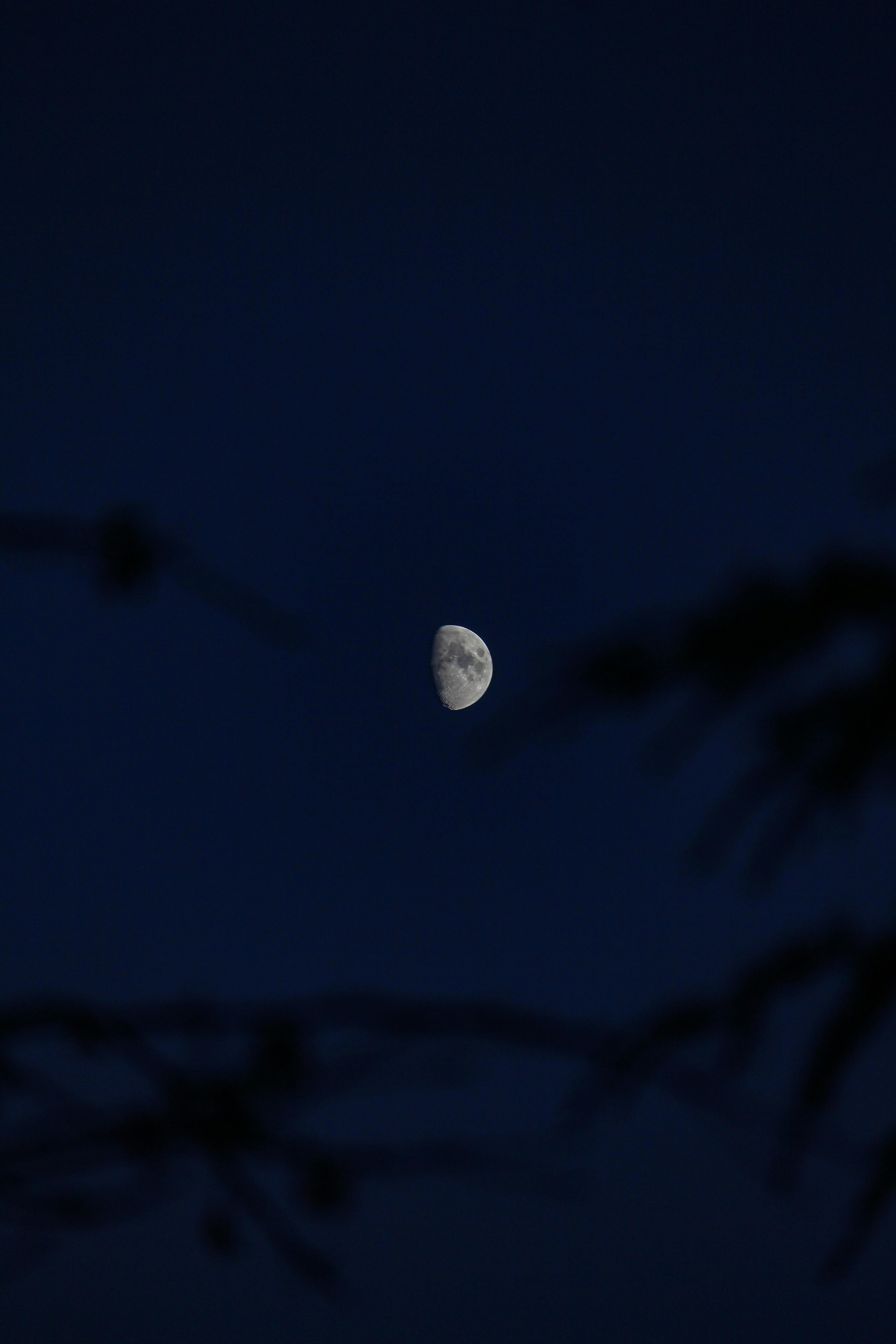 Gray Trees and Half Moon · Free Stock Photo